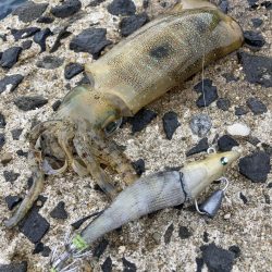 キロUPイカのRIDE ON!!